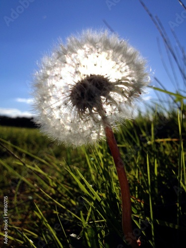 Pusteblume