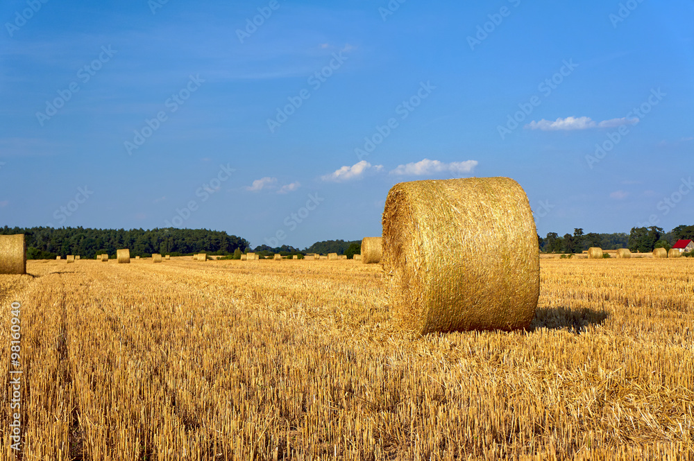 Stubble after harvest in Greater Poland.