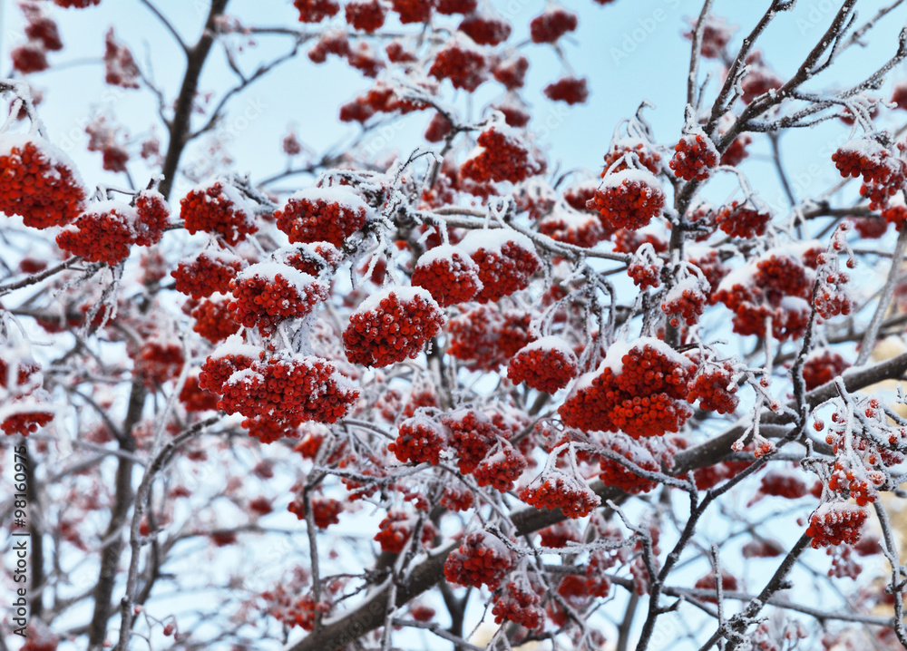 Snow-covered clusters of red rowanberry. Winter natural background Snow-covered clusters of red rowanberry. Winter natural background