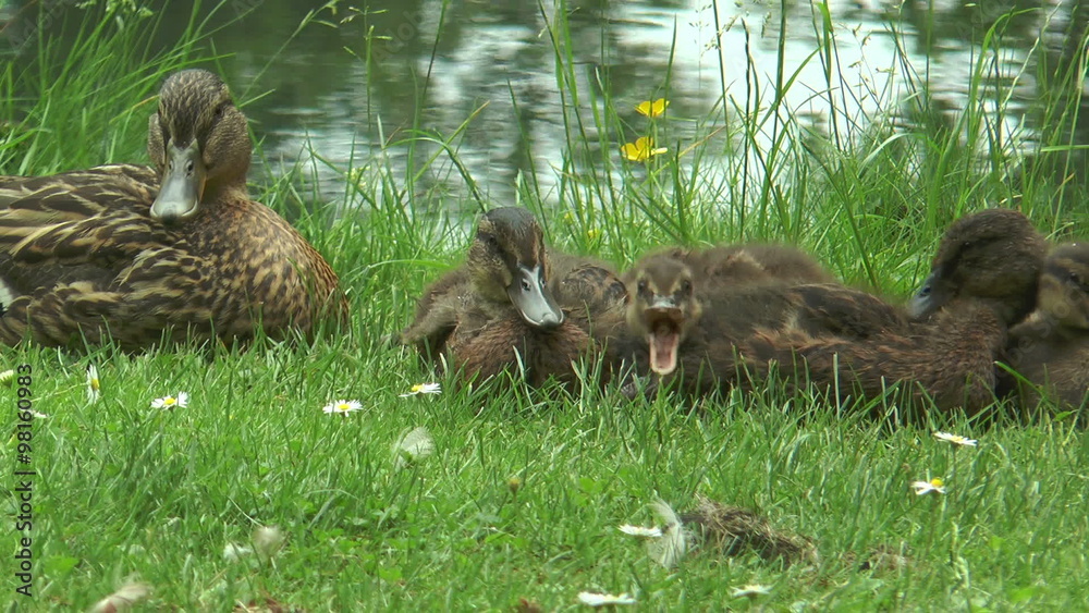 Mother Duck and her babys relaxing in green grass Mother Duck and her babys relaxing in green grass