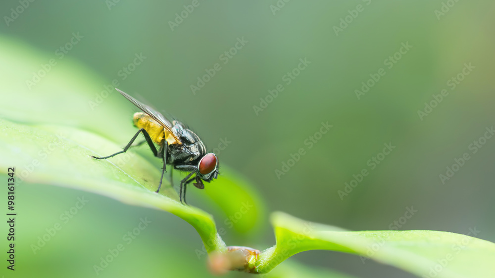 A macro shot of fly on green leaves . Live house fly .Insect clo A macro shot of fly on green leaves . Live house fly .Insect clo