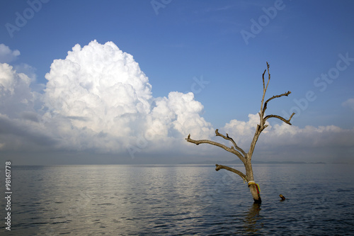 dead tree in the lake