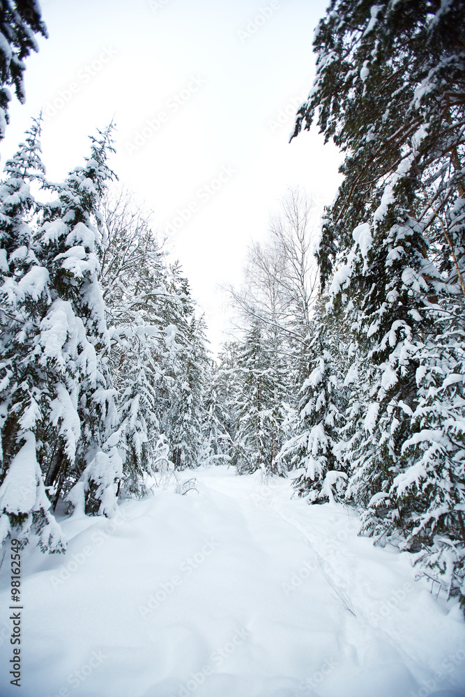 Path in forest