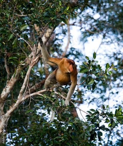 The proboscis monkey is siting on a tree in the jungle. Indonesia. The island of Borneo (Kalimantan). An excellent illustration.