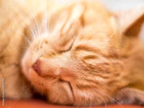 Cute red cat sleeping on the sofa - 2