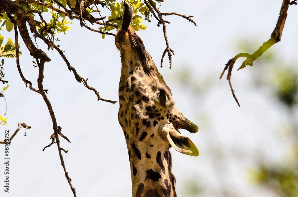 Obraz premium The long tongue of a giraffe taken whilst eating