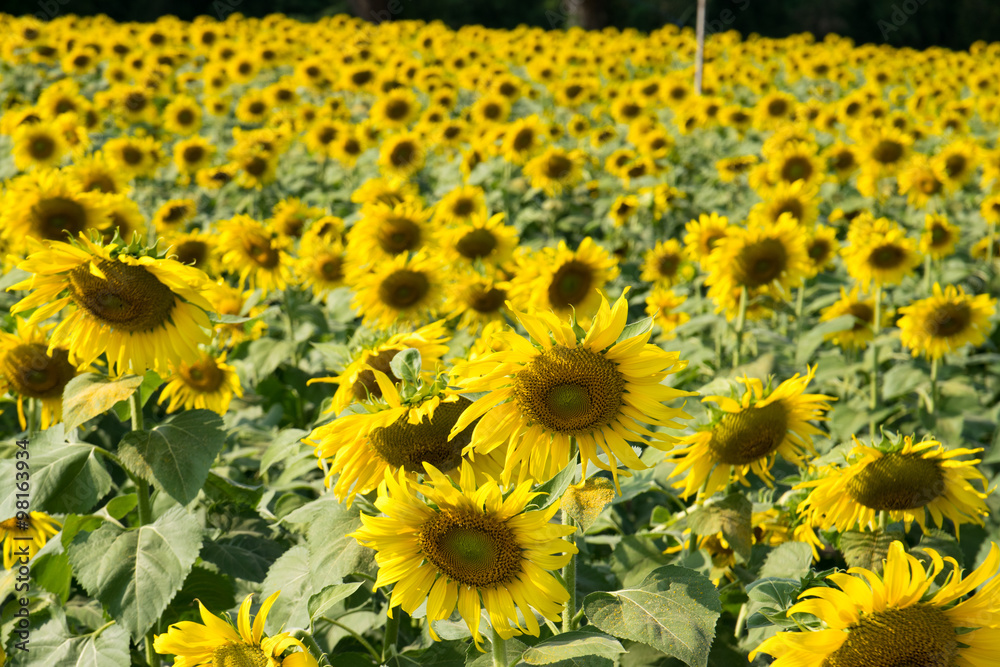 Beautiful sunflower in the garden. Beautiful sunflower in the garden.