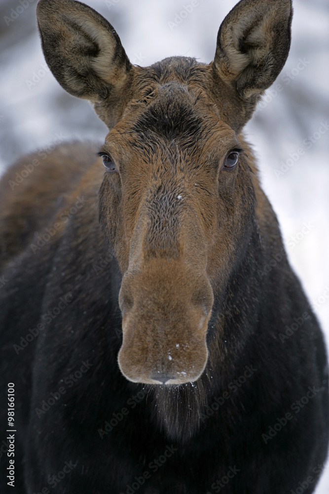 Cow Moose portrait
