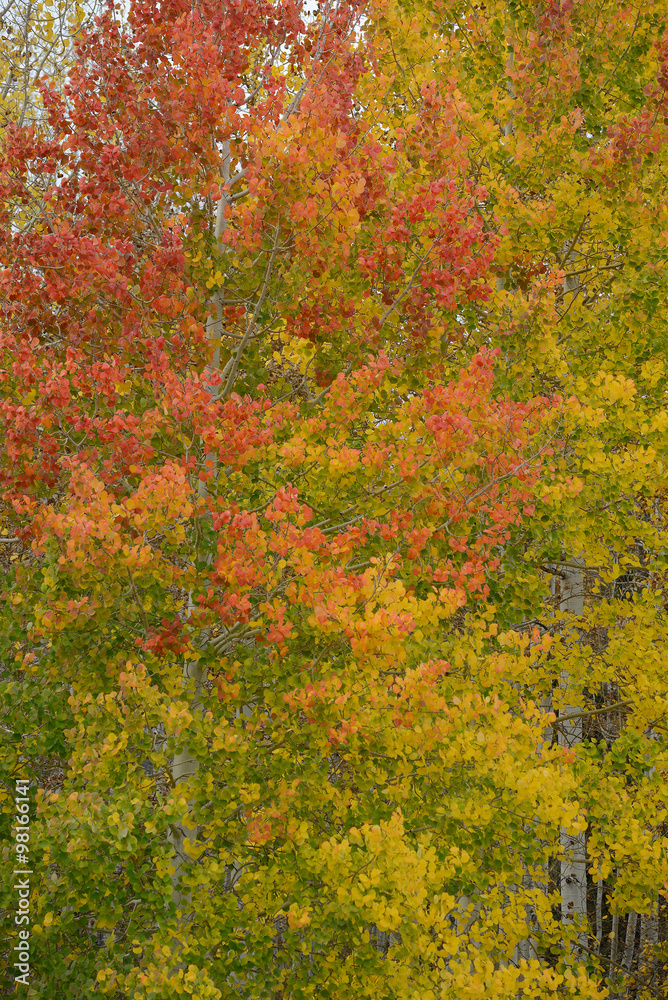 aspen autumn