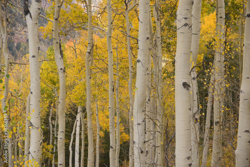 yellow aspen in autumn photo