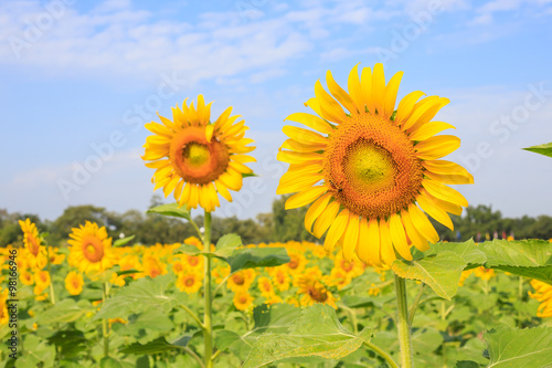 Bright yellow sunflowers and bee in the farm