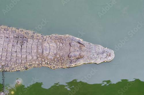 A large freshwater crocodile, Scary crocodiles in water.