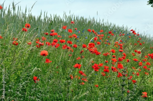 Hang mit Mohnblumen