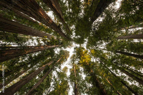 Redwoods - Stout Grove photo