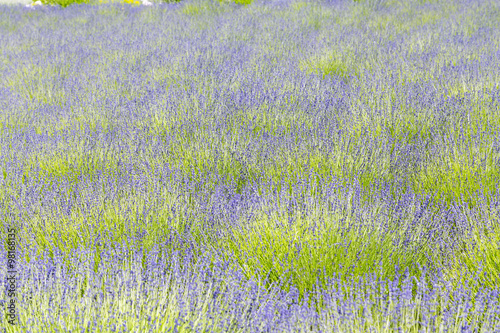 View of Fresh Lavender in Fields