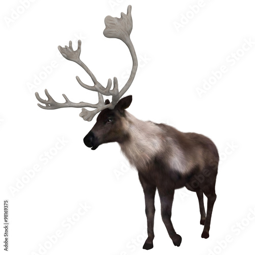 North American Caribou on White