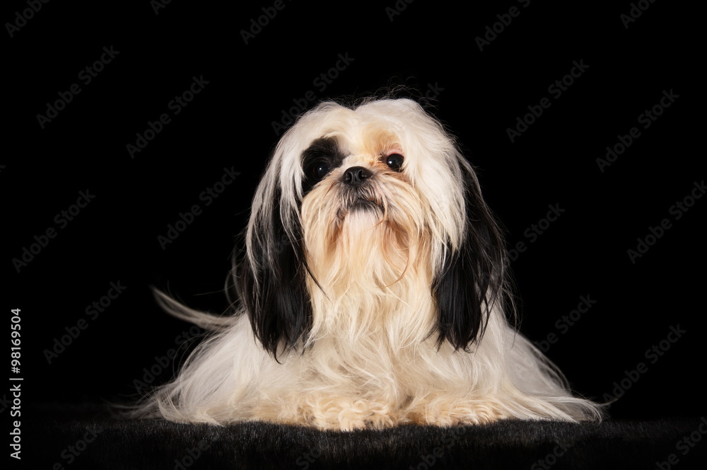 Shih-Tzu en studio sur fond noir Shih-Tzu en studio sur fond noir