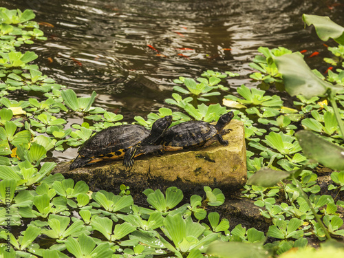 Schildkröte