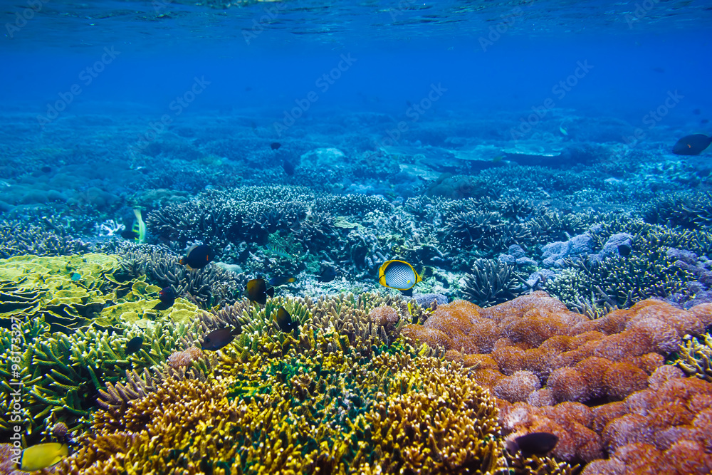 Fototapeta premium beautiful corals and fish