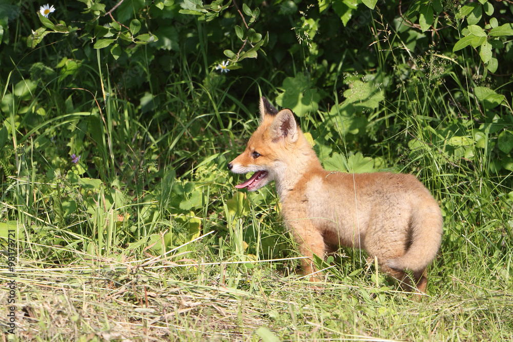 Red young fox in a dense grass on the fringe of the forest