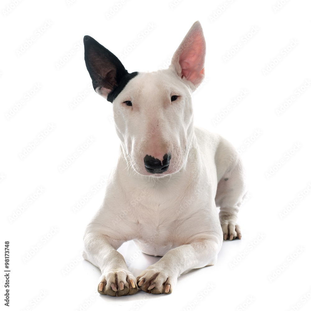 female bull terrier female bull terrier