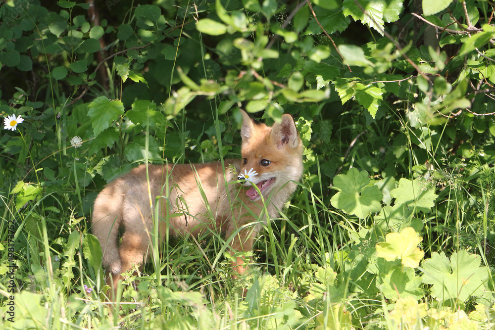 Red young fox in a dense grass on the fringe of the forest