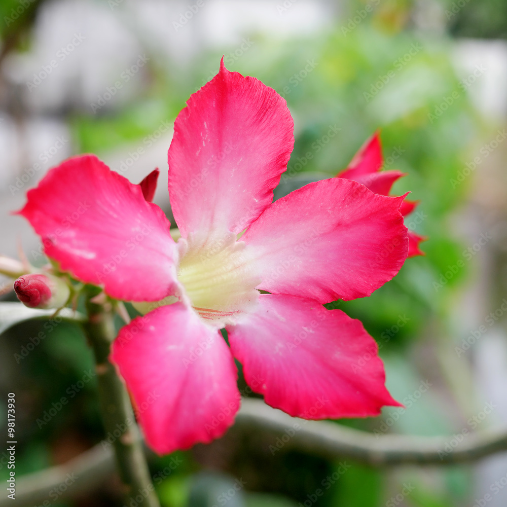 The close up of beautiful pink nerium oleander flower.