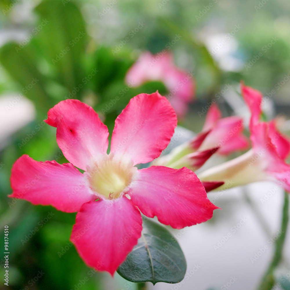 The close up of beautiful pink nerium oleander flower.