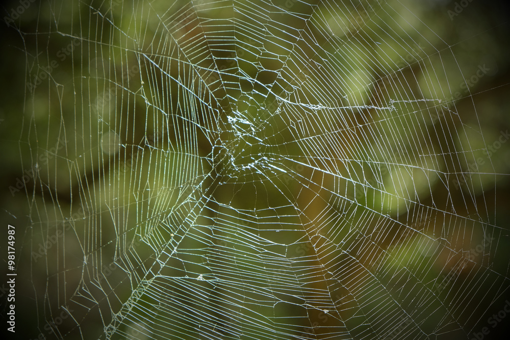 Large spiderweb with blurred forest background Large spiderweb with blurred forest background