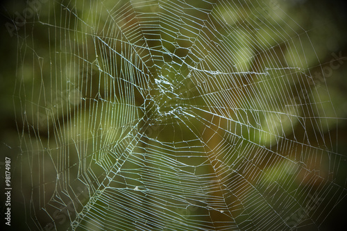 Large spiderweb with blurred forest background