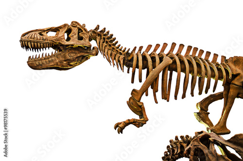 huge dinosaurs skeleton