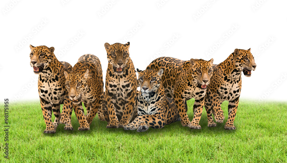 Fototapeta premium group of jaguar