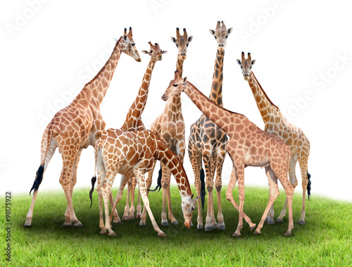 Fototapeta Naklejka Na Ścianę i Meble -  group of giraffe