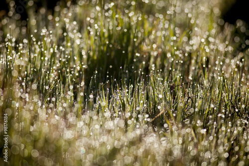 Bright drops of dew on the grass