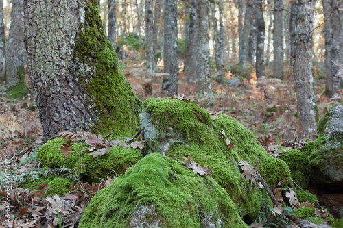 Tree trunk full of moss in an forest