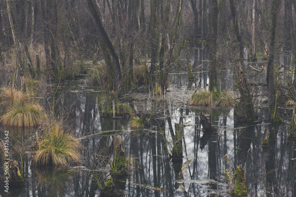 Mystic foggy swamp with dead trees, Fényes spring at Tata, Hungary Mystic foggy swamp with dead trees, Fényes spring at Tata, Hungary