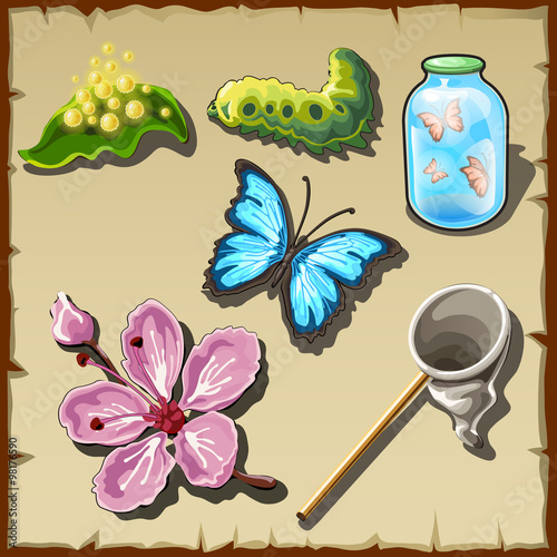Life stages of a butterfly in drawn, set of entomologist