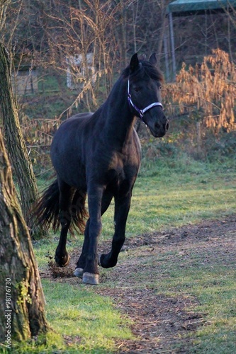 Obraz na plátně Cavallo al galoppo
