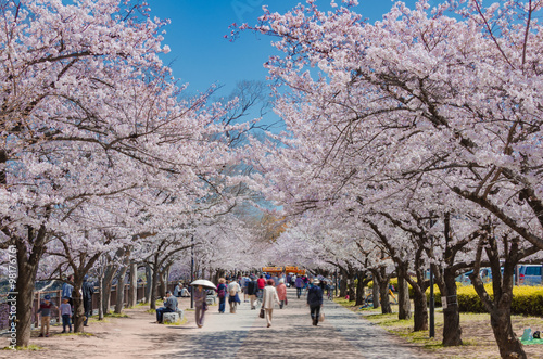 大阪城公園の桜並木