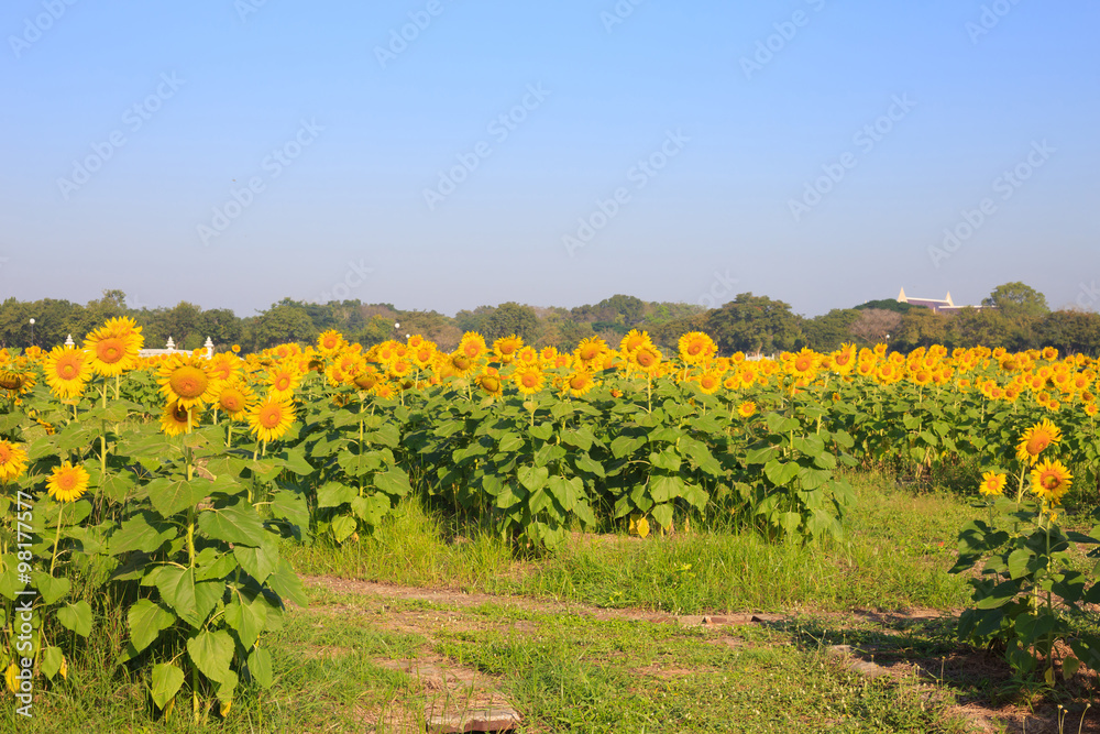 Sunflower in the farm