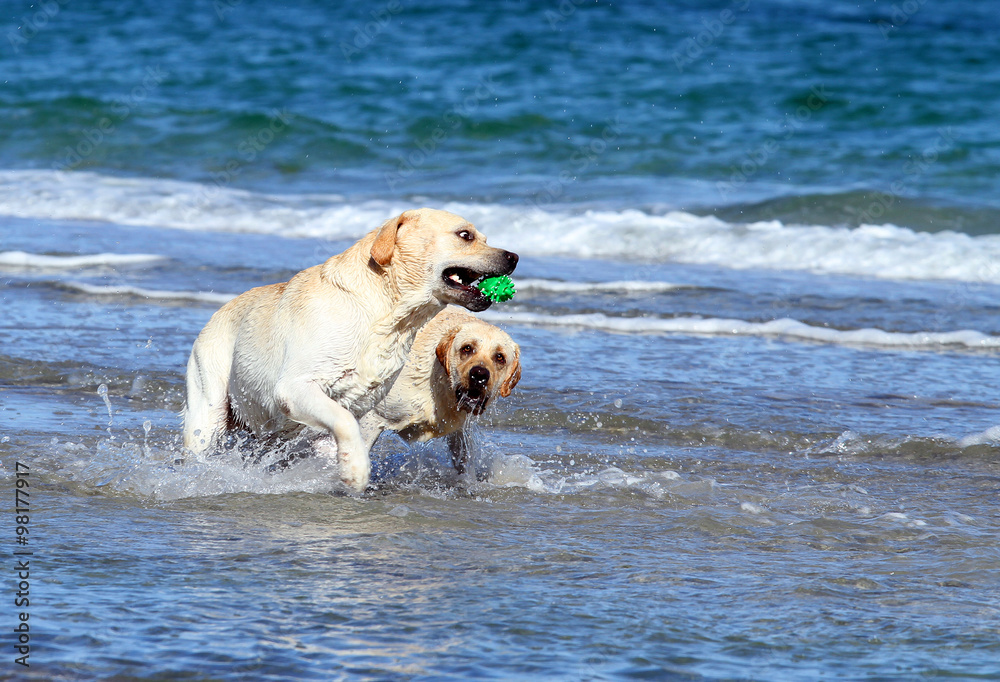 labradors at the sea with a ball labradors at the sea with a ball
