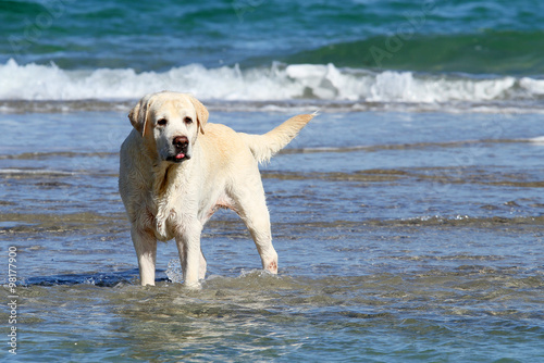 the cute yellow labrador playing in the sea