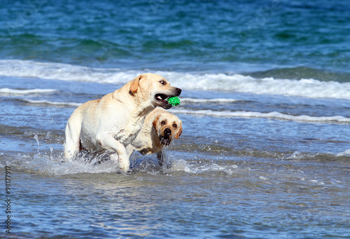 labradors at the sea with a ball