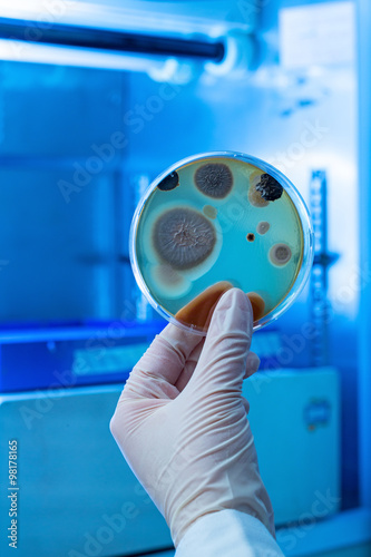 Piastra Petri con contaminanti ambientali photo