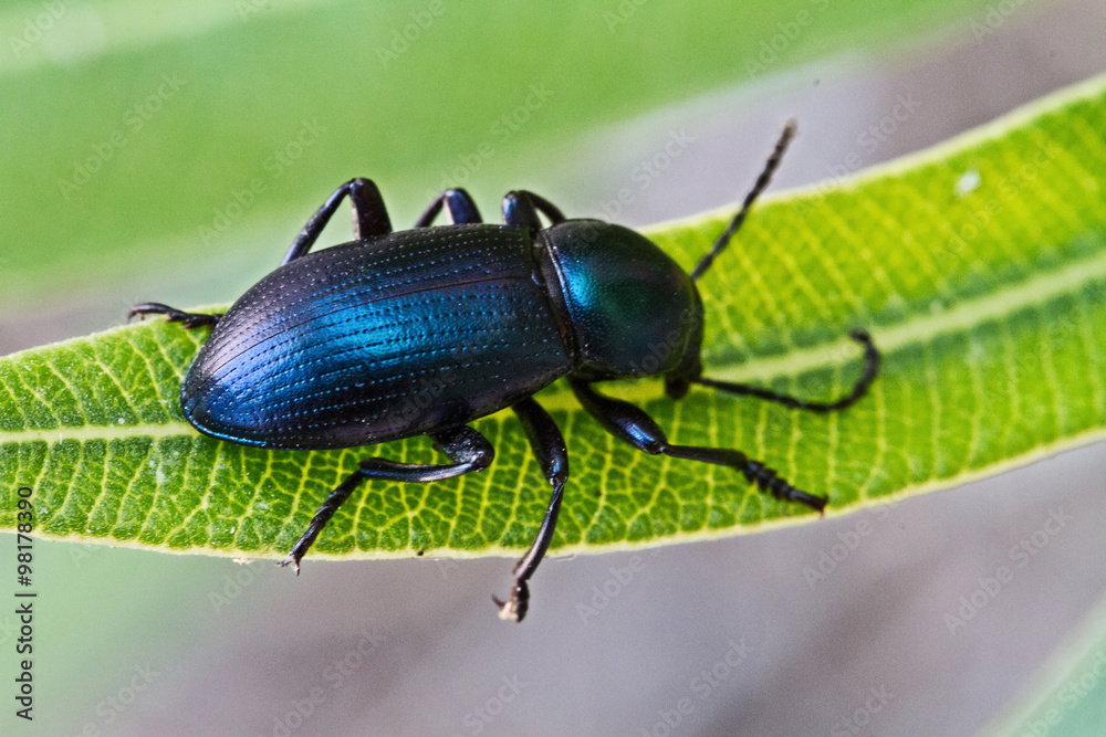 Fototapeta premium Coleottero sulla foglia