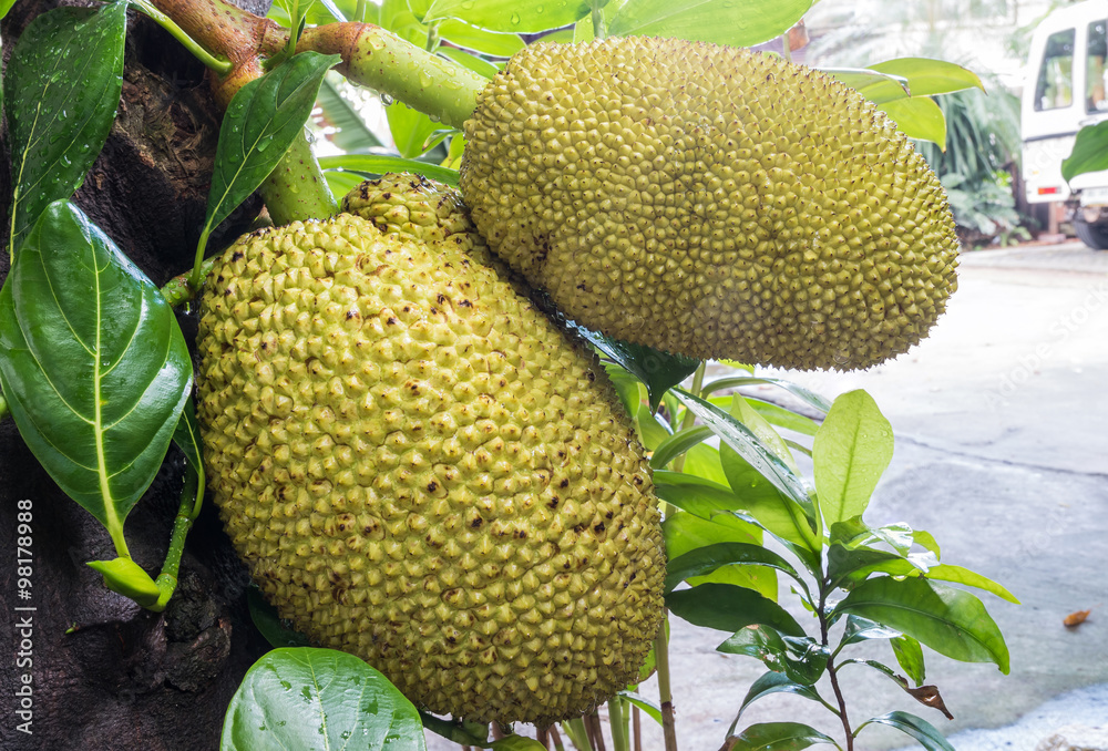 Closeup jackfruit at tree in garden of home background Closeup jackfruit at tree in garden of home background