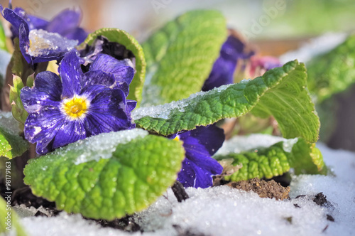 primevères recouverts de givre