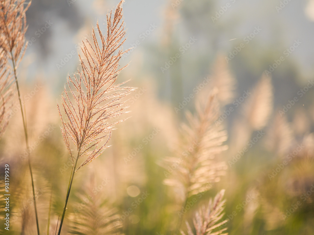reed grass closeup on foggy morning