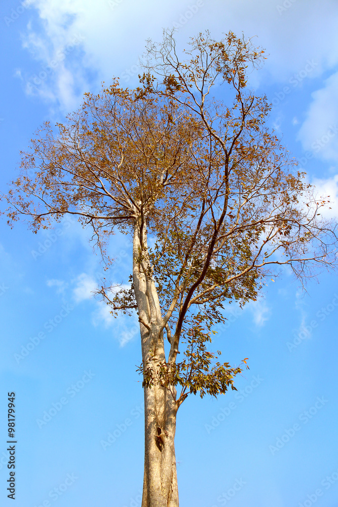 Fototapeta premium Dry tree on blue sky background