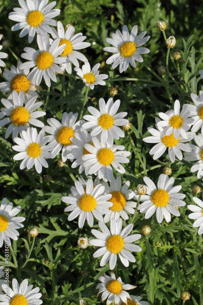 Fototapeta premium white flower